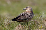 Catharacta skua