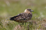 Catharacta skua