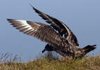 Catharacta skua