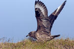 Catharacta skua