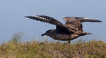 Catharacta skua