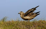 Catharacta skua