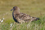 Catharacta skua