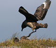 Catharacta skua