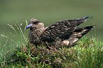 Catharacta skua