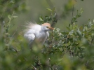 Cattle Egret