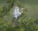 Cattle Egret