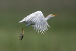 Cattle Egret