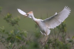 Cattle Egret