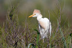 Cattle Egret