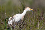 Cattle Egret