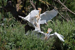 Cattle Egret