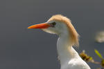 Cattle Egret