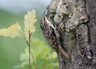 Certhia brachydactyla