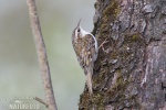 Certhia familiaris