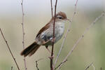 Cetti's Warbler