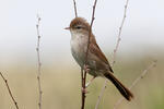 Cetti's Warbler