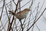 Cetti's Warbler