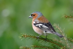 Chaffinch