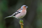 Chaffinch