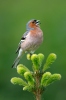 Chaffinch