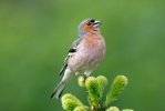 Chaffinch