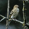 Chaffinch