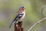 Chaffinch