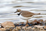 Charadrius dubius