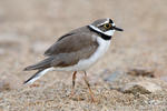 Charadrius dubius