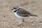 Charadrius dubius