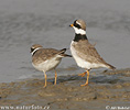 Charadrius hiaticula