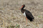 Ciconia nigra