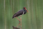 Ciconia nigra