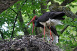 Ciconia nigra