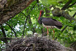 Ciconia nigra