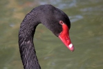 Cigno nero