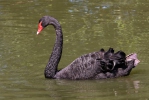 Cigno nero