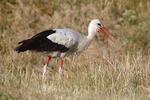 Cigogne blanche