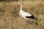 Cigogne blanche