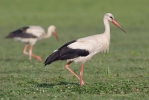 Cigogne blanche