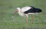 Cigogne blanche