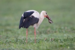 Cigogne blanche