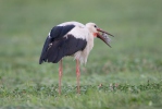 Cigogne blanche