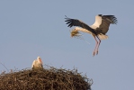 Cigogne blanche