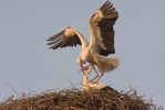 Cigogne blanche