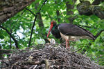 Cigogne noire