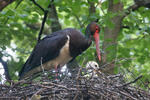 Cigogne noire