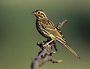 Cirl Bunting