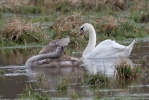 Cisne-branco